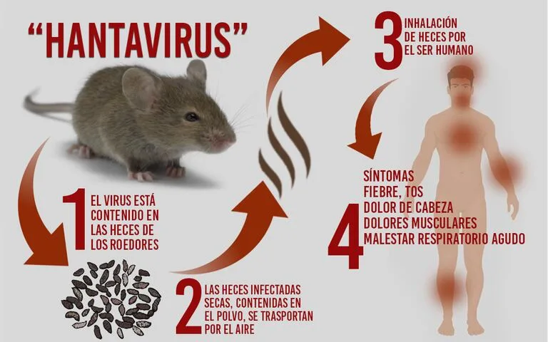 hantavirus images
